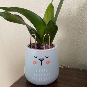 Adorable Bunny Succulent planter